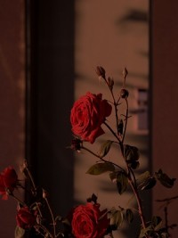 《我死于和白蓁相识第十年的雪夜》小说章节列表免费阅读 白蓁施晏小说全文