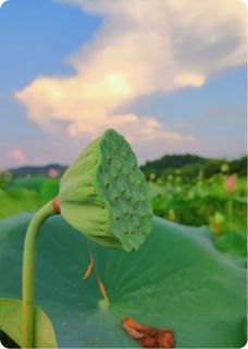 《绝经后，我让霸总跪地叫了妈》小说全文在线阅读 林晚傅沉舟小说全文